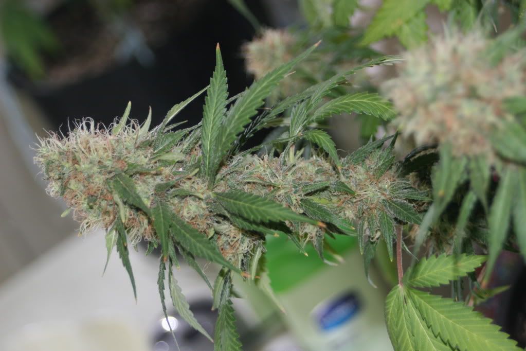 frosty029.jpg
