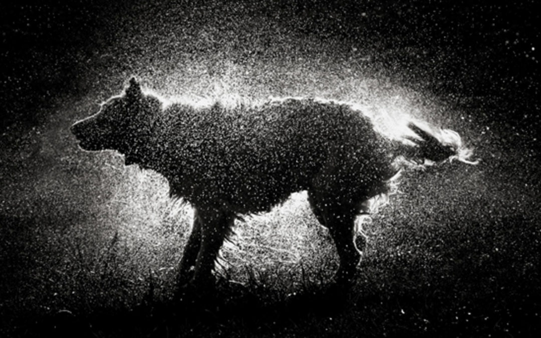 FB_EVENTS_JUNE_MURAL_Dirty_Water_Dog_02-1080x675.jpg