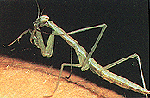 mantid.gif