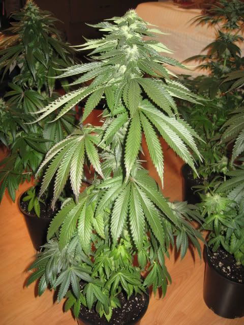 Plants003-2.jpg