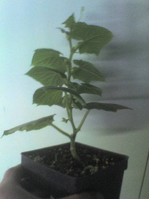 Cuke-Small2.jpg