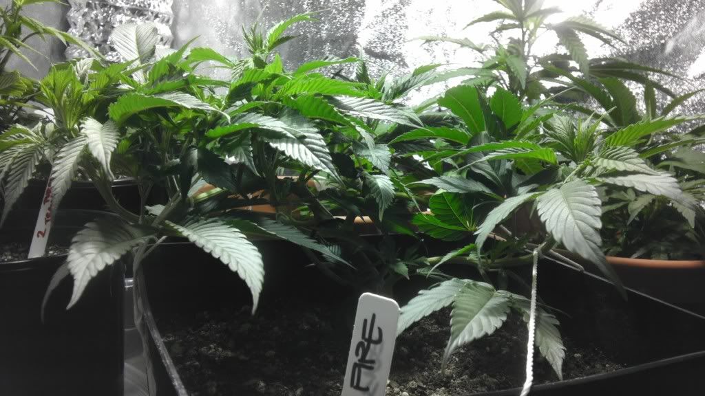 IMAG0565.jpg