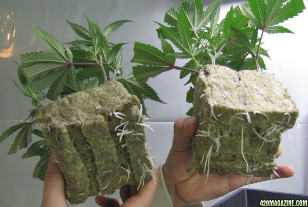 clones_roots.jpg