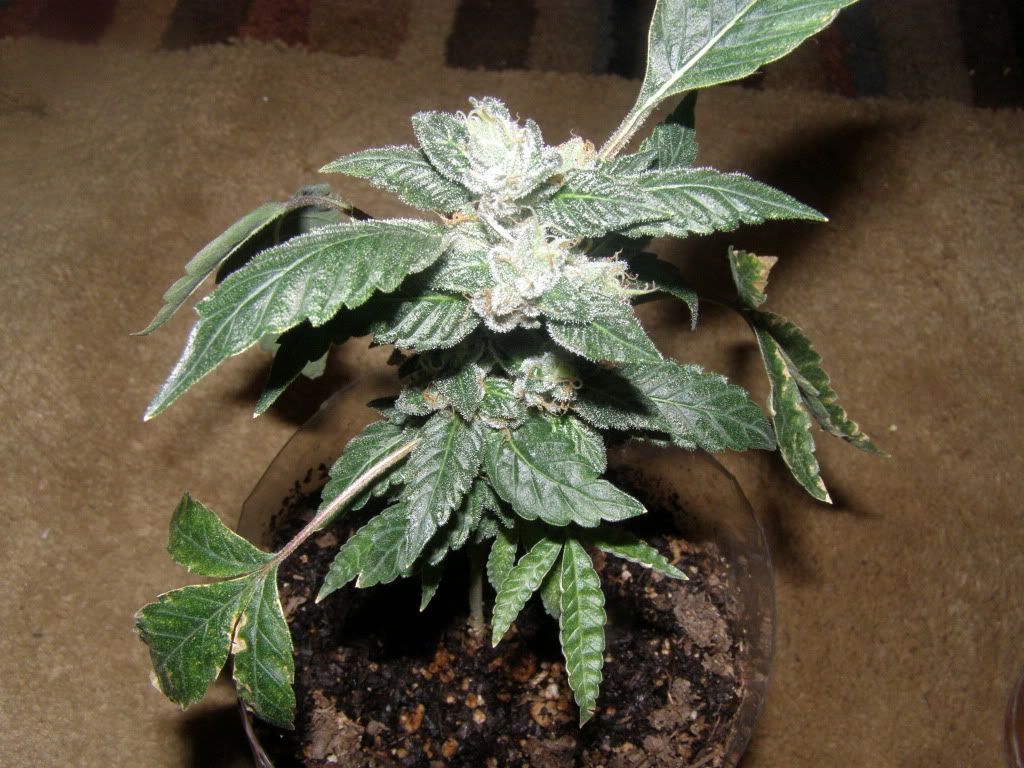 5-18-09008.jpg