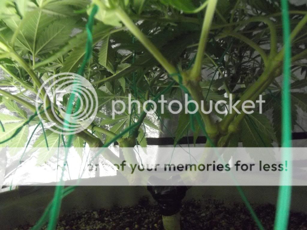 DSCF1111_zps17c76eba.jpg