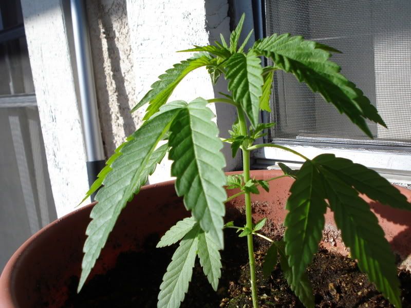 plant003.jpg