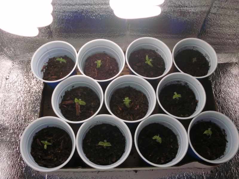 Day9-11sprouts.jpg