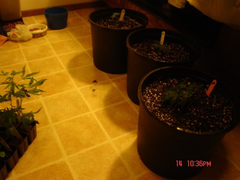 Picture011-1.jpg