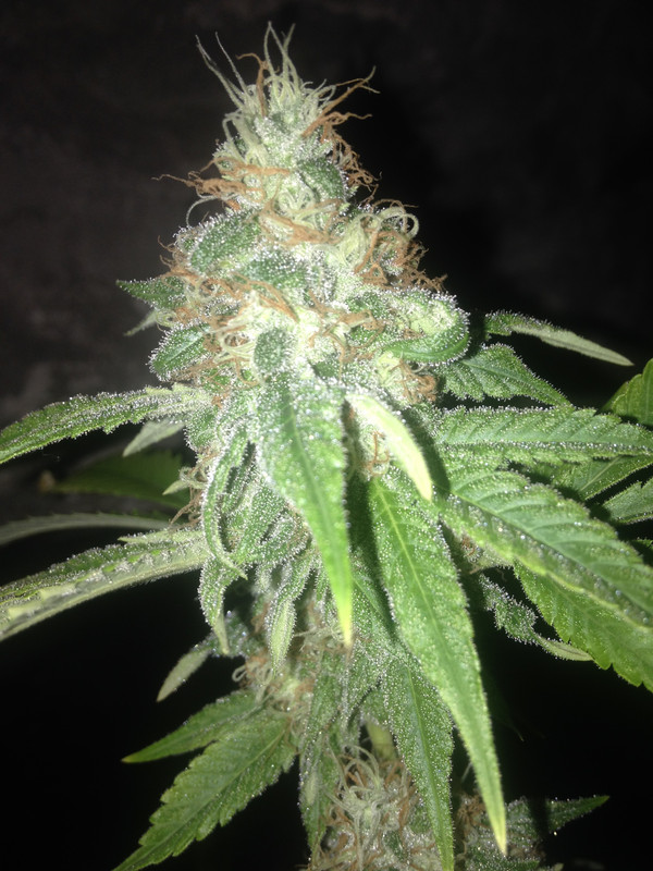IDK_Nug_20_Gallon.jpg