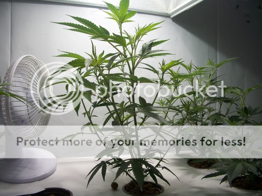 MasterKushWeek5.jpg