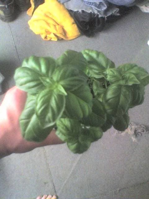 Basil.jpg