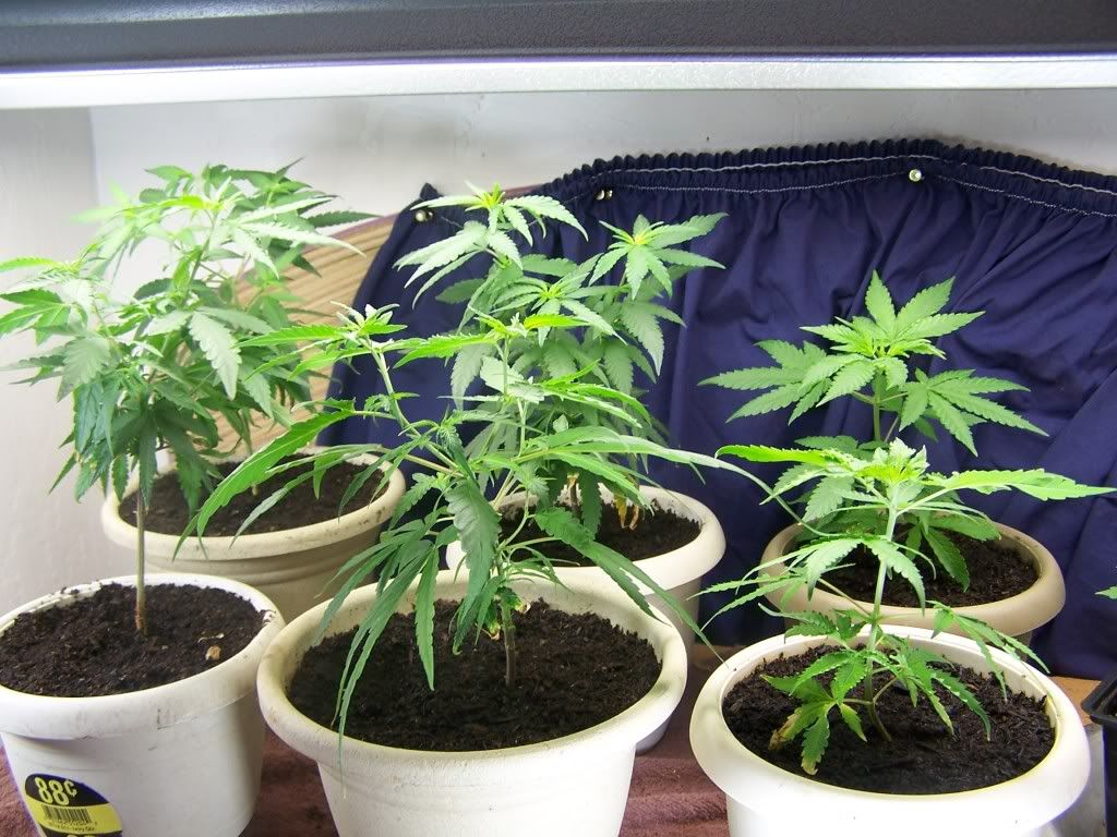 July21picsofcrop006.jpg