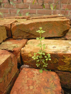 brickweed.JPG