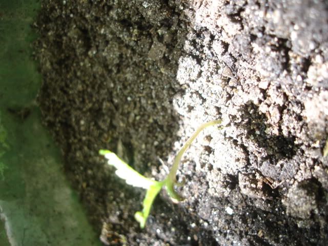 Picture003-1.jpg