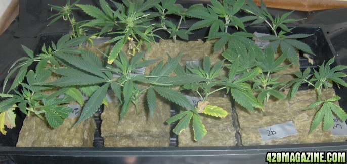 clone23.jpg