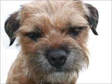 _49613721_archie-2.jpg