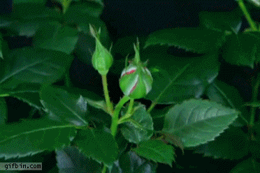 1329760415_timelapse_rose_blooming.gif