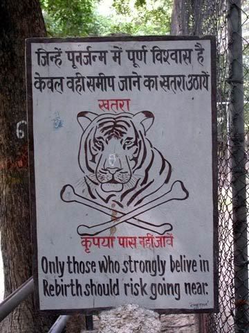 tiger.jpg