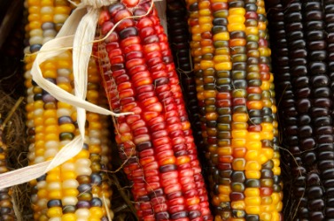 indian-corn.jpg