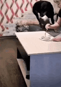 1666801534_13.gif