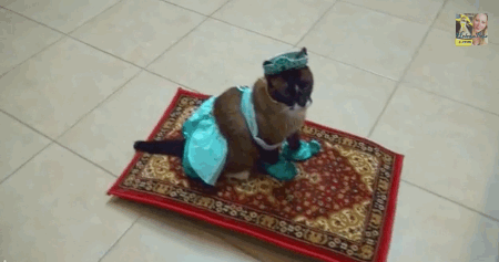 w5FR9rj.gif