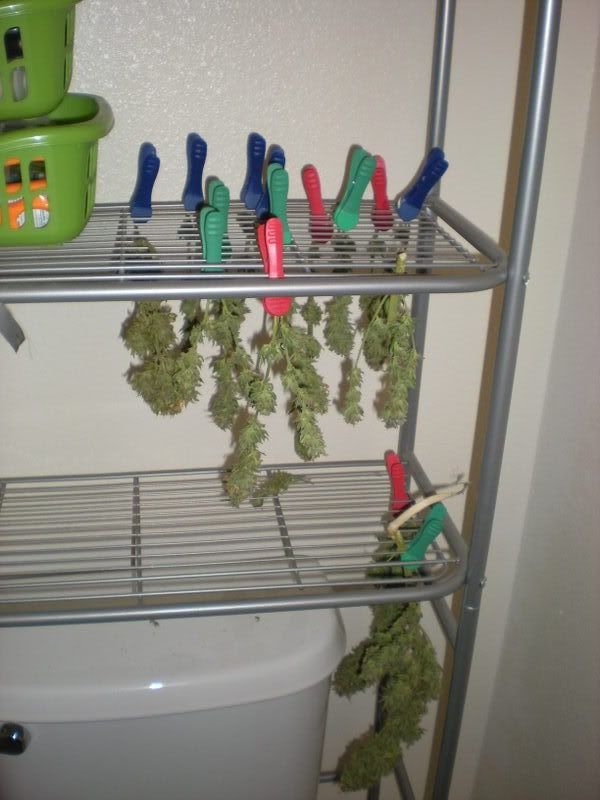 plants262.jpg