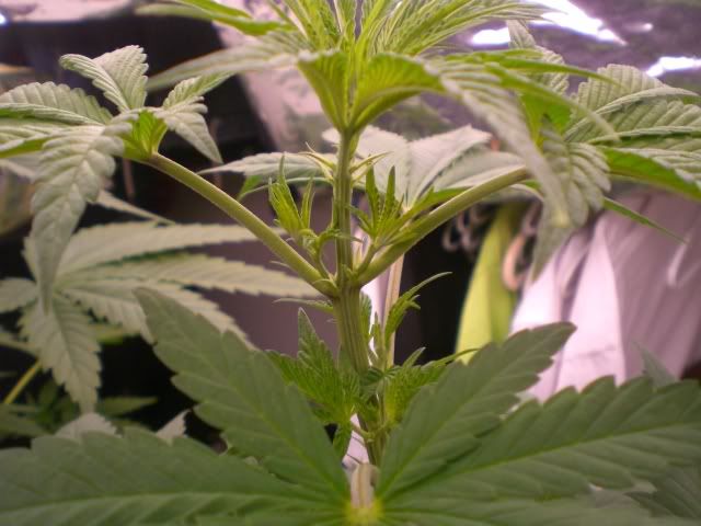 CIMG9972.jpg