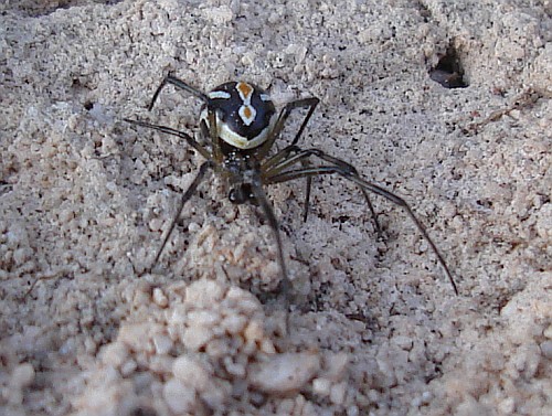 black-widow-spider-latrodectus-sp-2.jpg