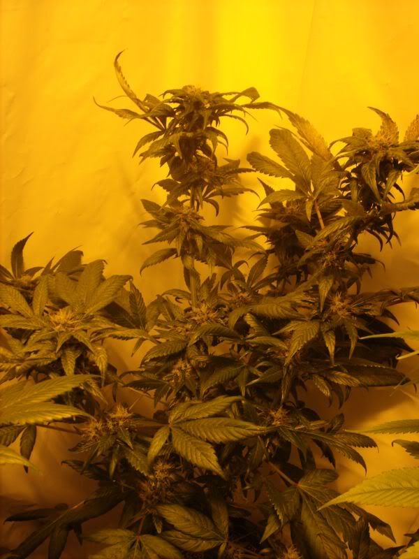 plants17008.jpg
