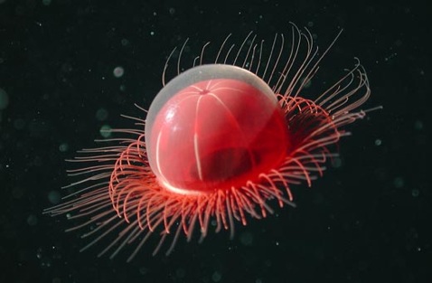 _images_deep3.jpg
