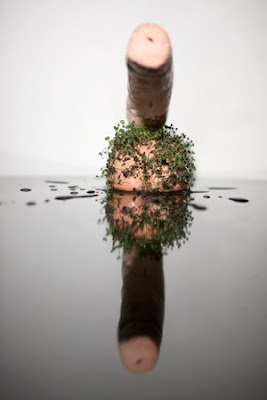 chia+cock+5.jpg