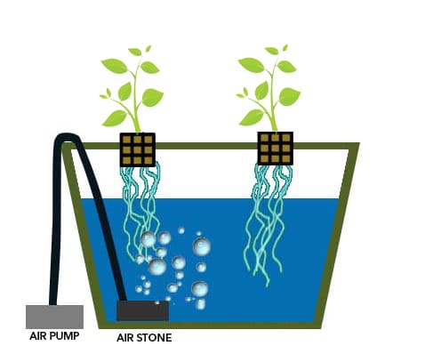 deep-water-culture-hydroponics-guide.jpg