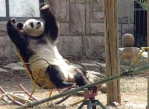 s-PANDACHAIR-large300.jpg