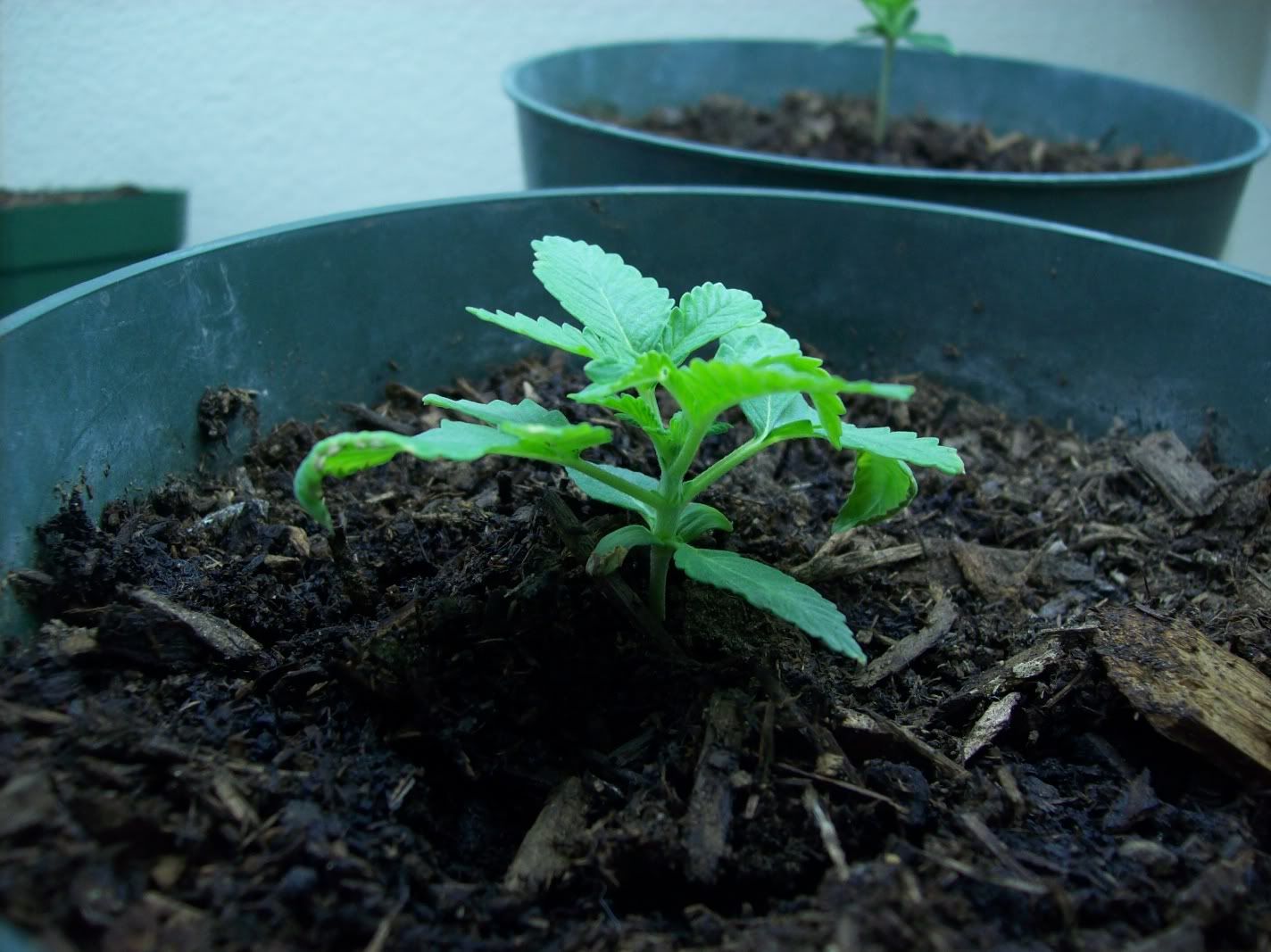grow004.jpg
