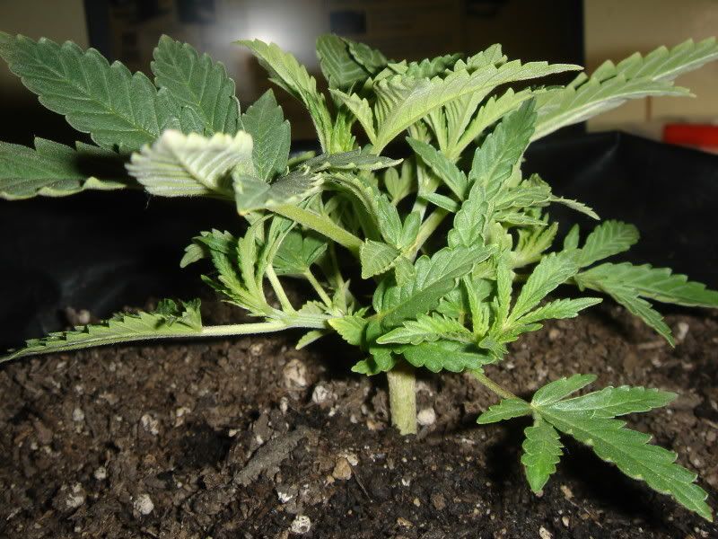 plants010.jpg