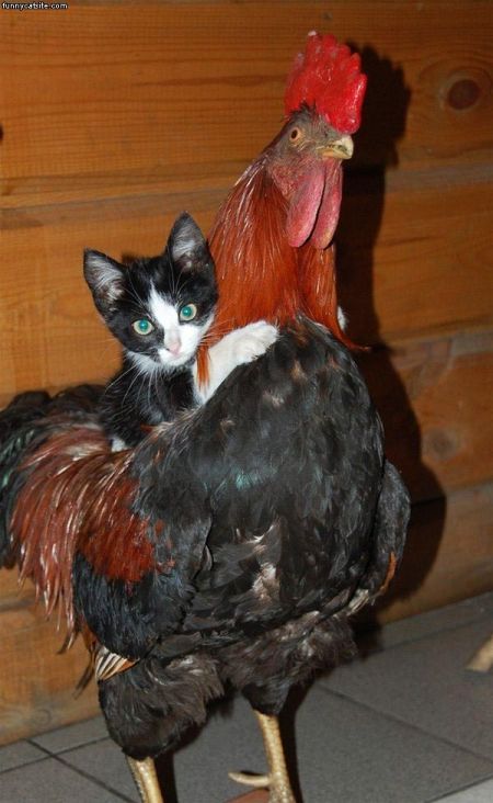 kitten-riding-rooster.jpg