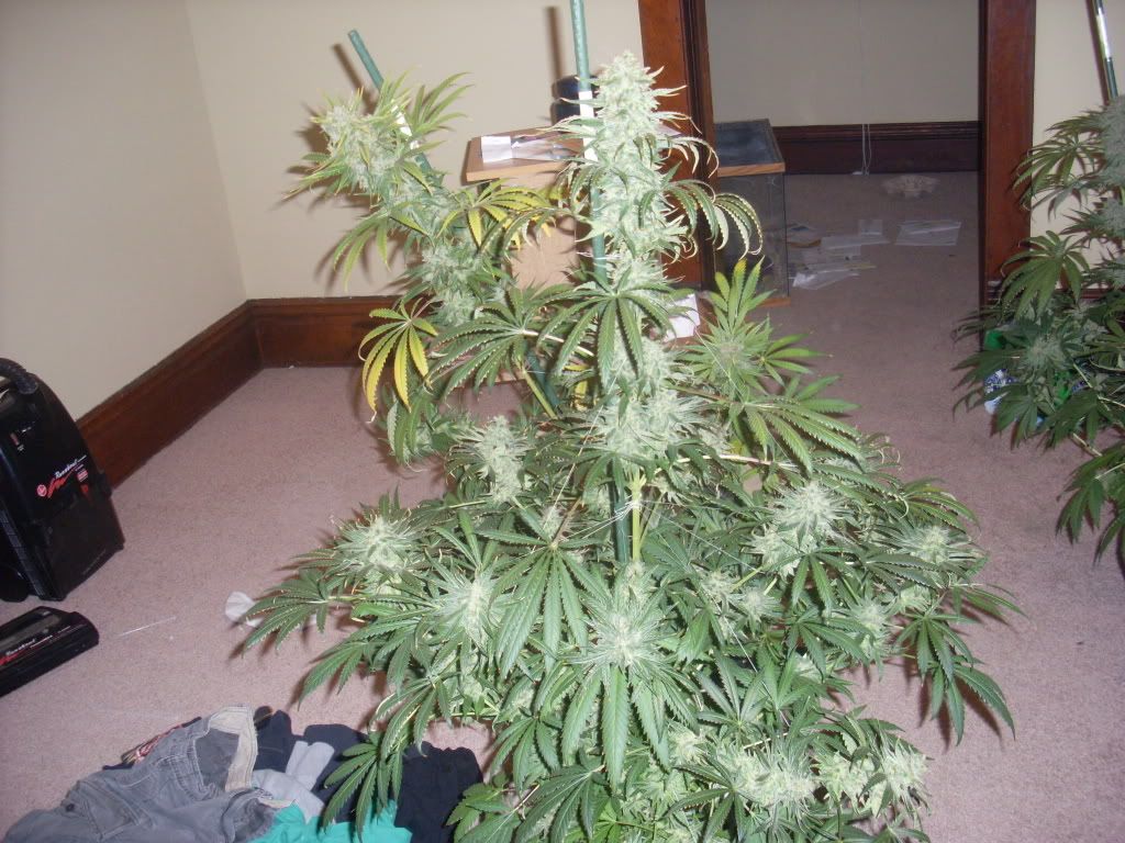 Picture279.jpg