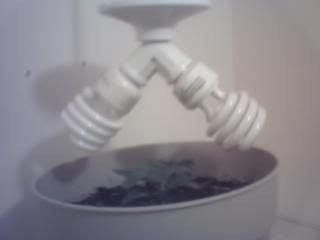 2DaysbeforeIstartflowering007.jpg