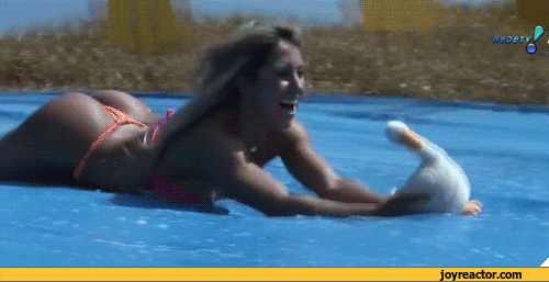 gif-erotic-duck-870639.gif