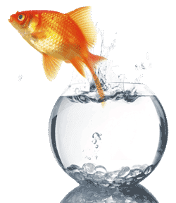 goldfish_bowl.png