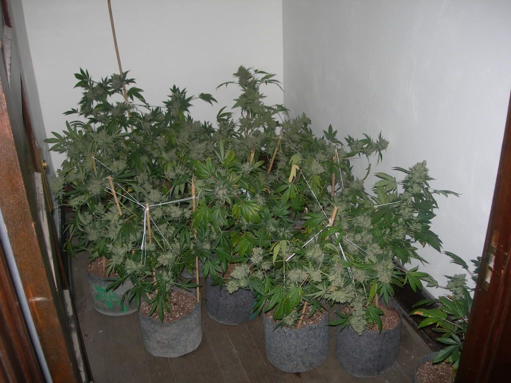 DSCN9243.jpg