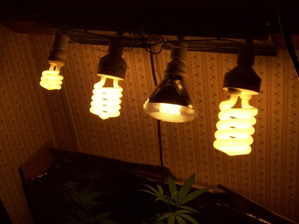 moreofmyplants049.jpg