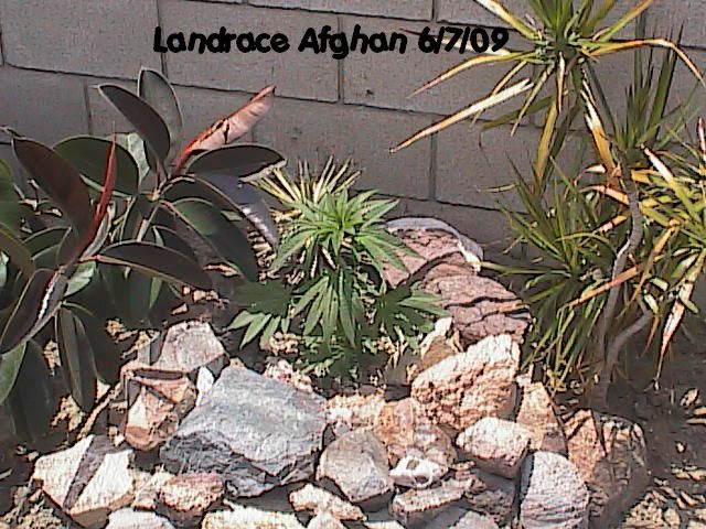 6-07-09002.jpg
