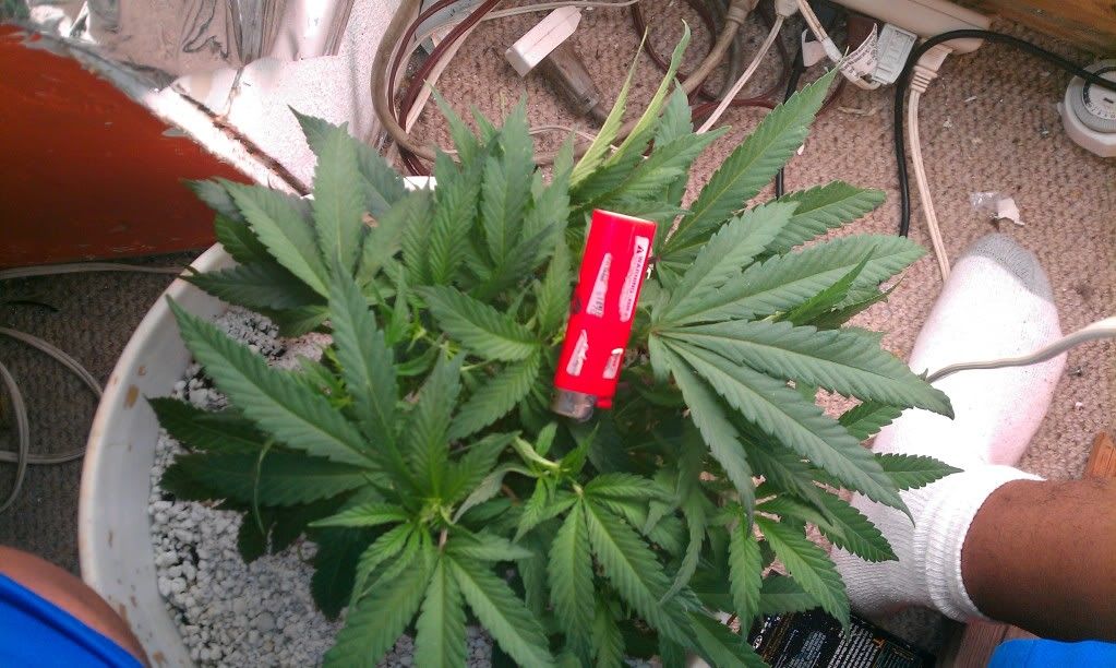 BLACKDOMINA2.jpg