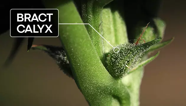 Bract-And-Calyx__MUaprbe8FlvddjGr.jpg