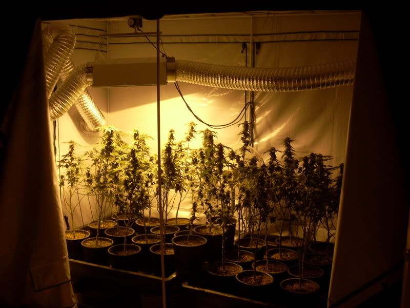 pot001.jpg