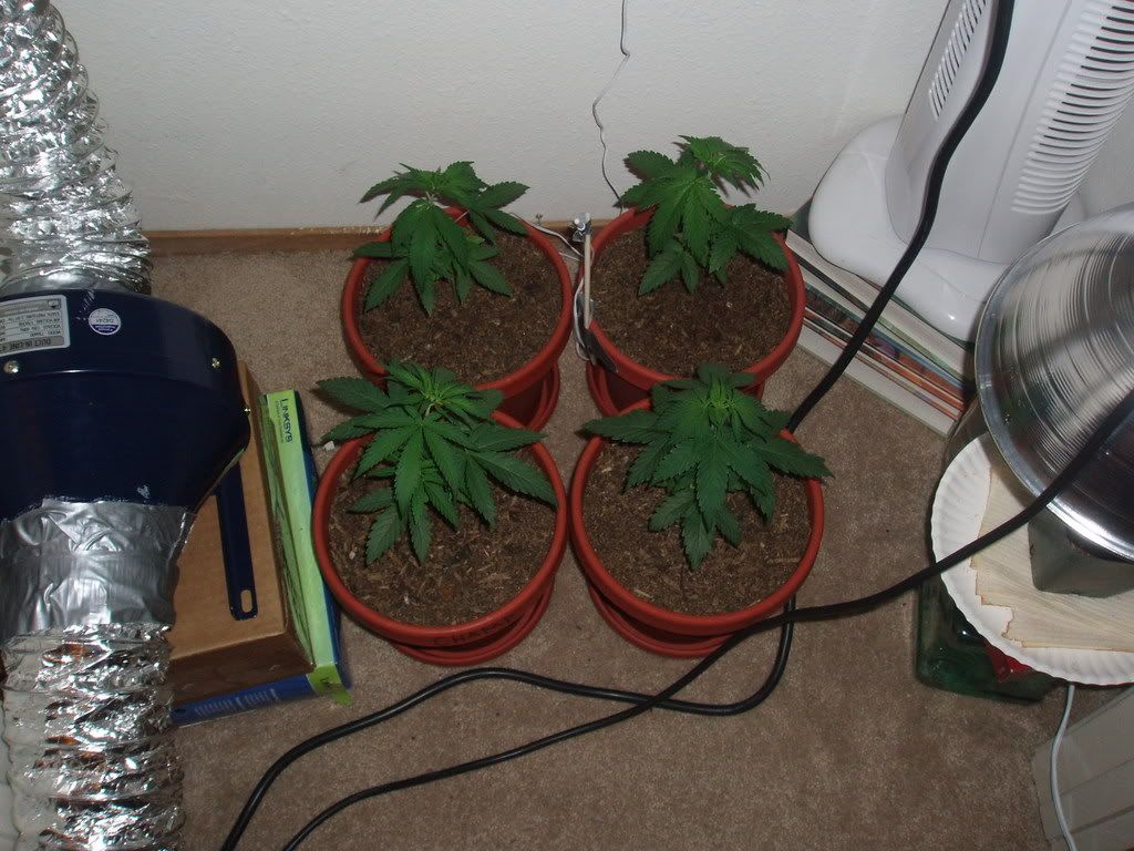 4wk3dysDec183.jpg
