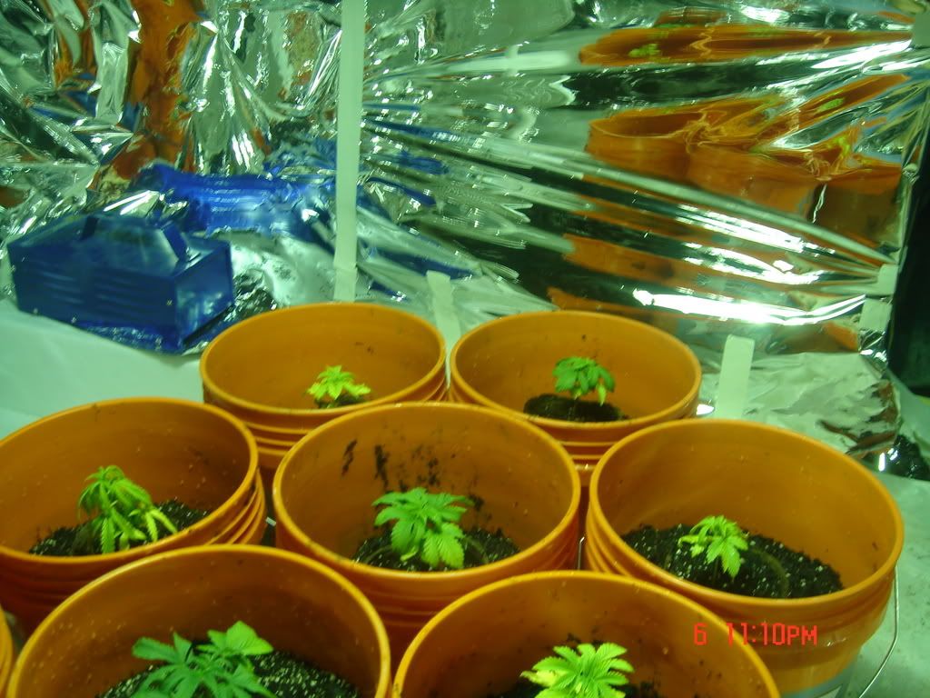 Weedsecondpictureseriese039.jpg