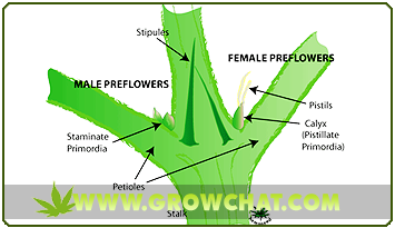 important-methods-in-sexing-marijuana-plants.png