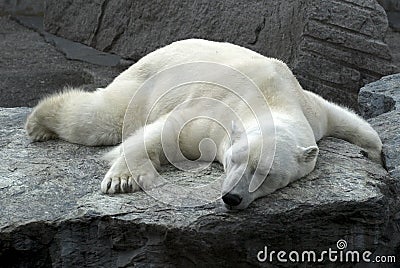 lazy-sleeping-polar-bear-8795884.jpg